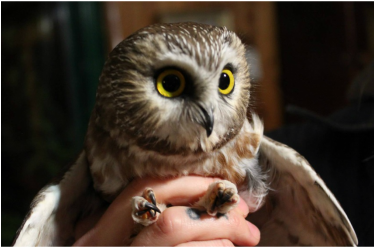 Northern Saw-Whet Owl - Photo Credit: Tracy Hunt